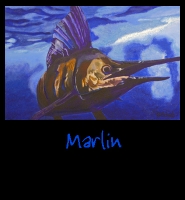 Marlin