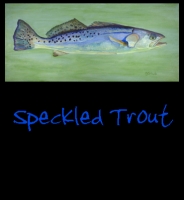 Speckled Trout