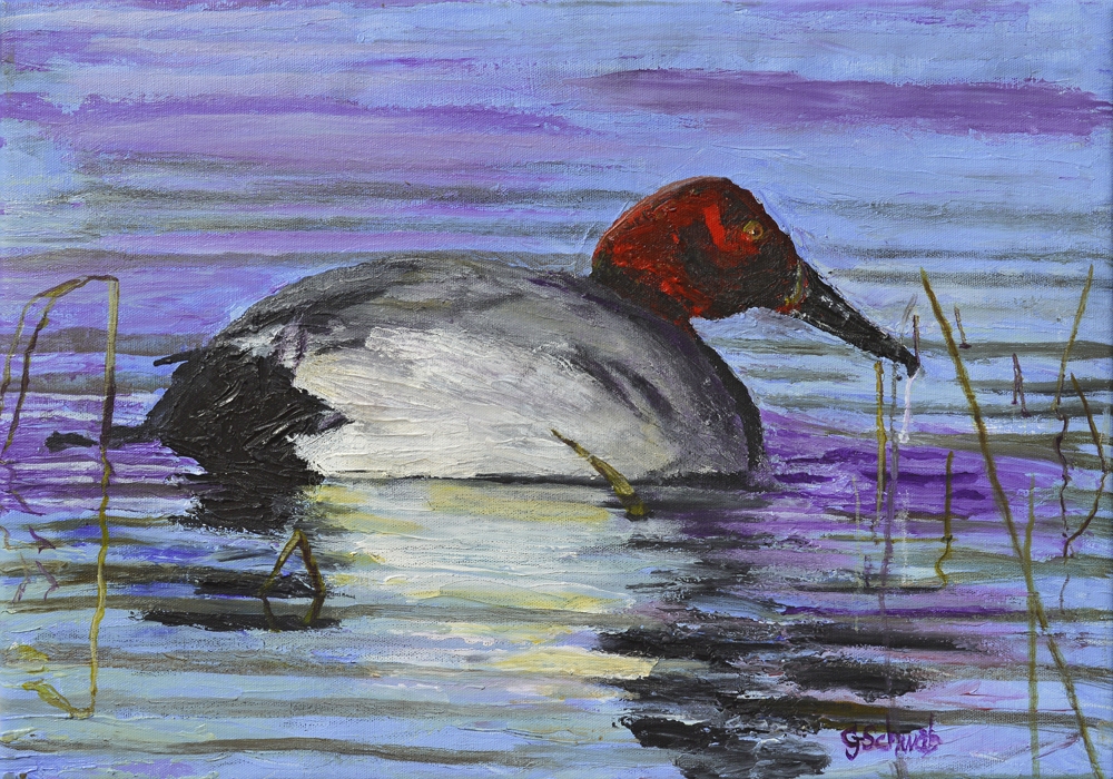 Canvasback Duck on Water