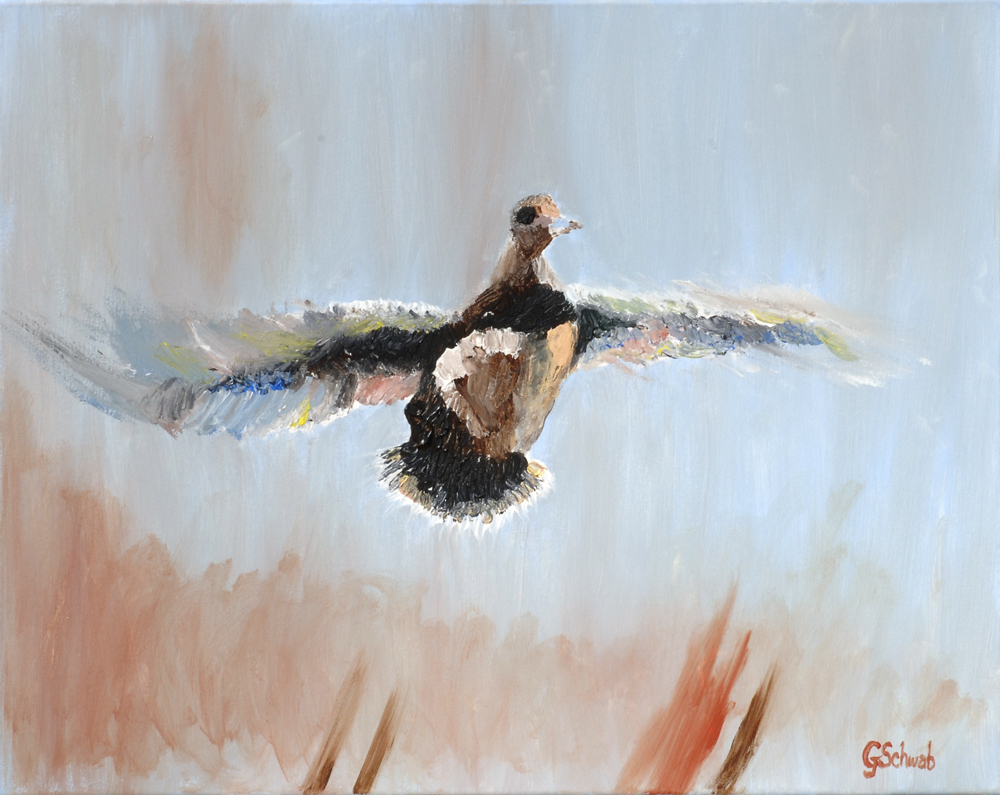 Flight of the Baldpate - 24 X 30 Acrylic on Stretched Canvas with Gallery Wrap Blue Border