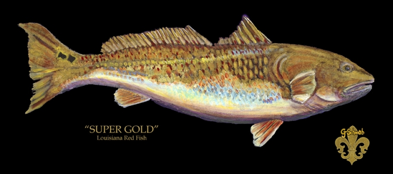 Super Gold - Louisiana Red Fish